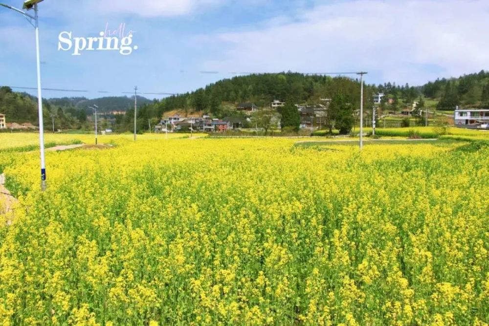 晕开了片片桃花 乌当偏坡下院村桃花 乌当区水田镇上坝村李花盛开