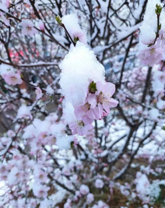 绝美嘉峪关春日雪景燃爆朋友圈图集