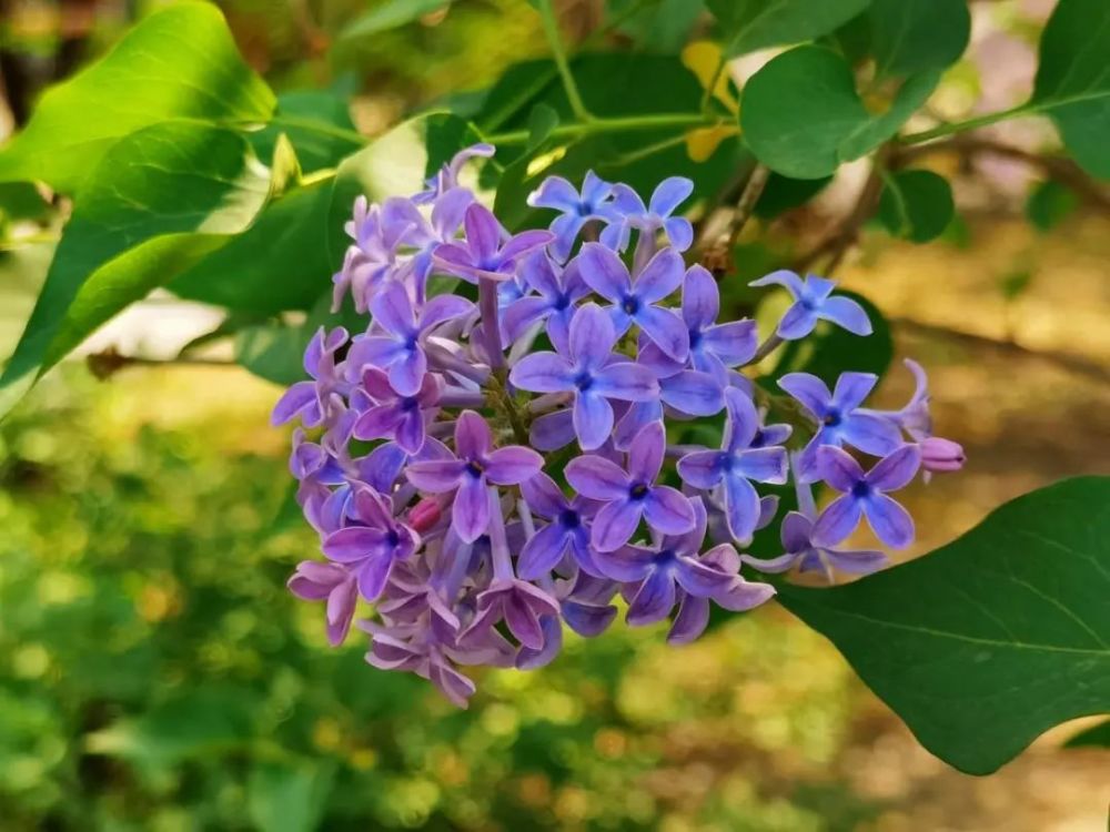 寻一段法源寺的丁香花事