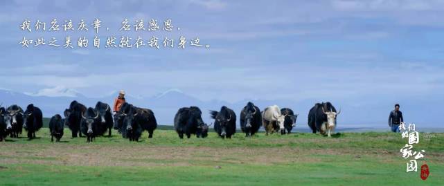 纪录片《青海·我们的国家公园》获赞：将“美”与爱国情怀统一在一起_腾讯新闻