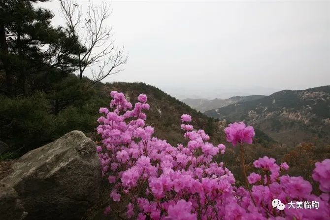 沂山映山红,悬崖峭壁上最美的绽放!