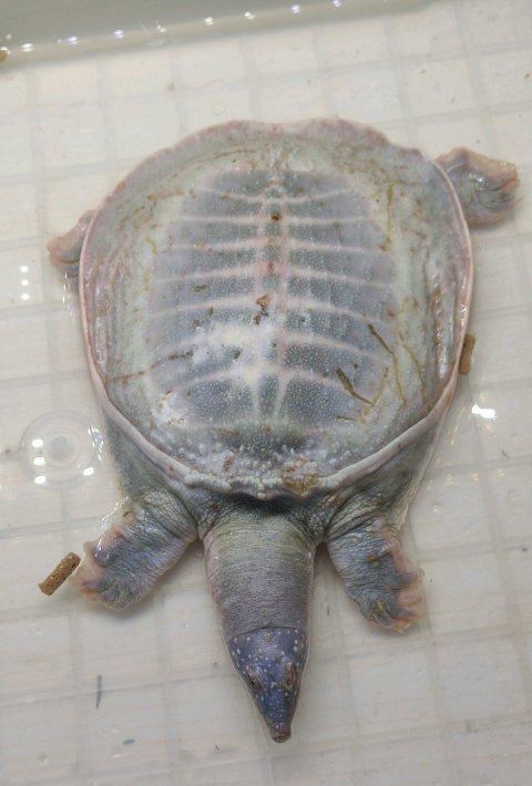 山东男子黄河钓起罕见白色甲鱼,男子:拿回家越看越不对劲