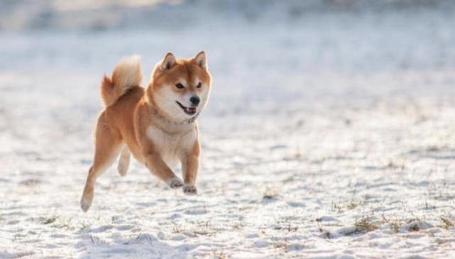 (奔跑的小柴犬)