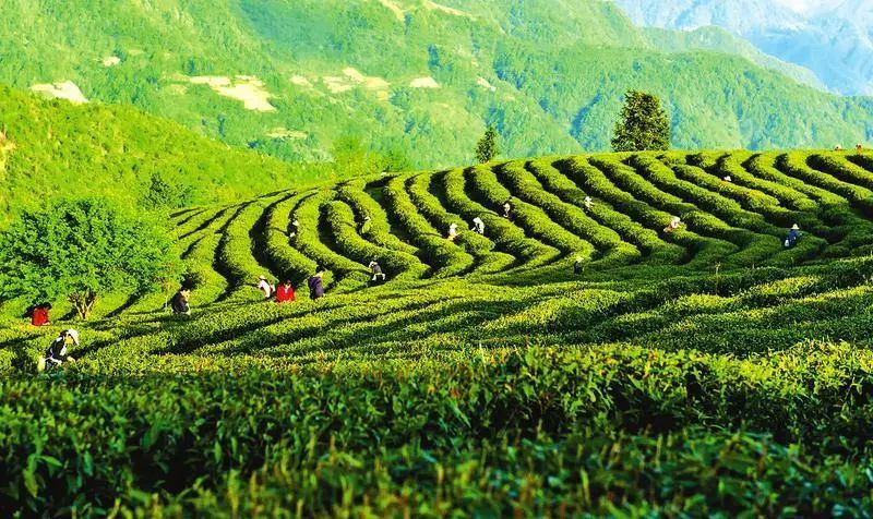 安康富硒茶获评2021年全国最具品牌经营力茶叶区域公用品牌