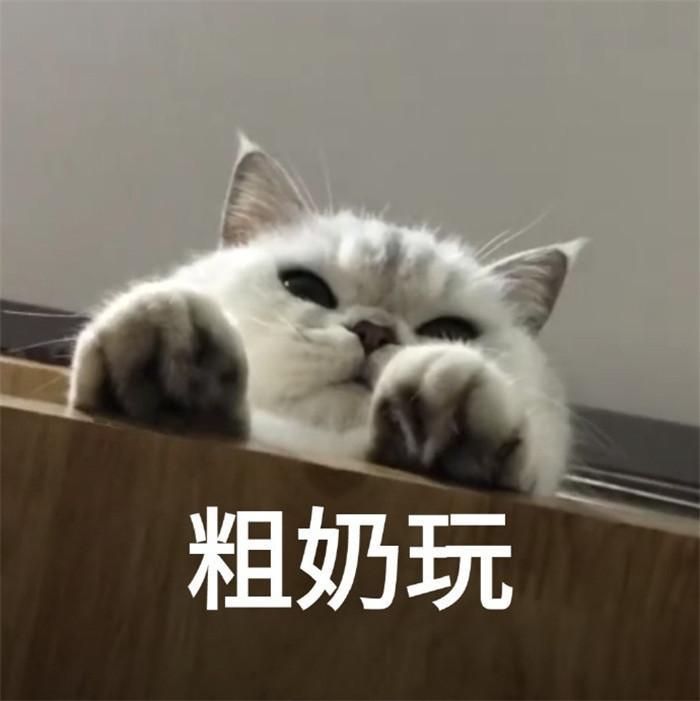 萌宠表情包:闪现到你怀里