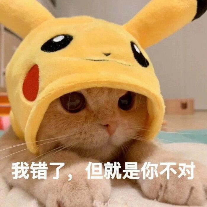 萌宠表情包:闪现到你怀里