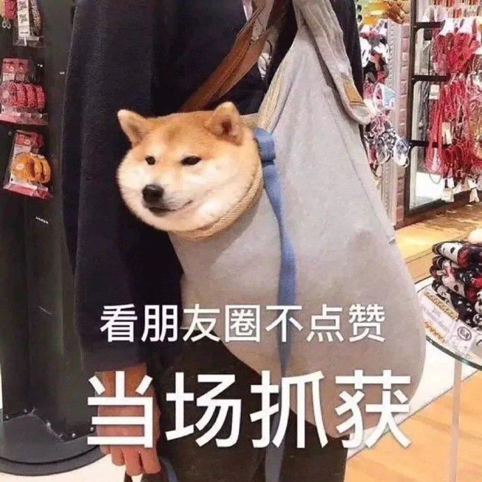 萌宠表情包:闪现到你怀里