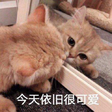 萌宠表情包:闪现到你怀里