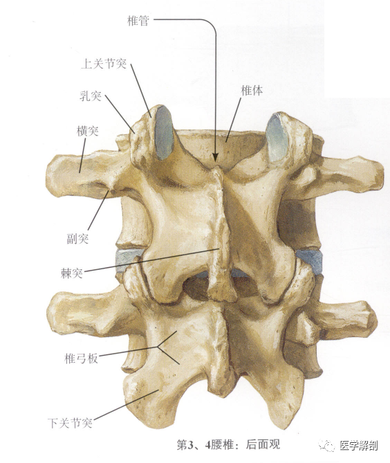 填图题:腰椎解剖