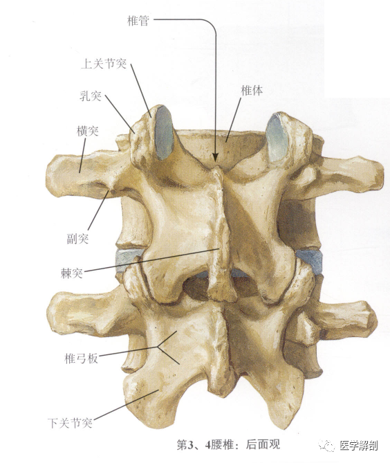 填图题:腰椎解剖|腰椎|脊柱|椎间盘|乳突|关节突