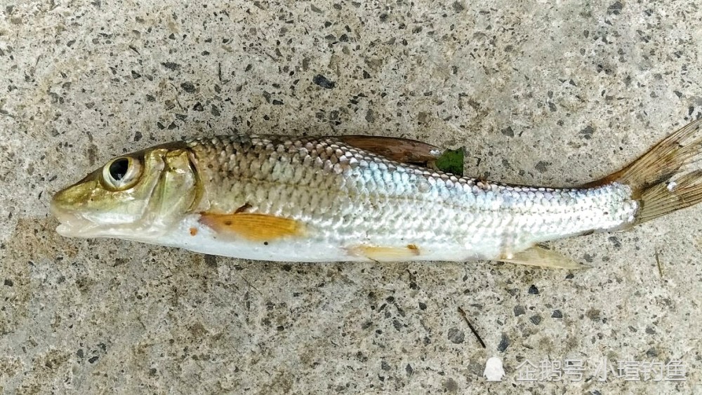 江西吉安的野河中发现罕见的花骨鱼,为何极少有人钓到它?