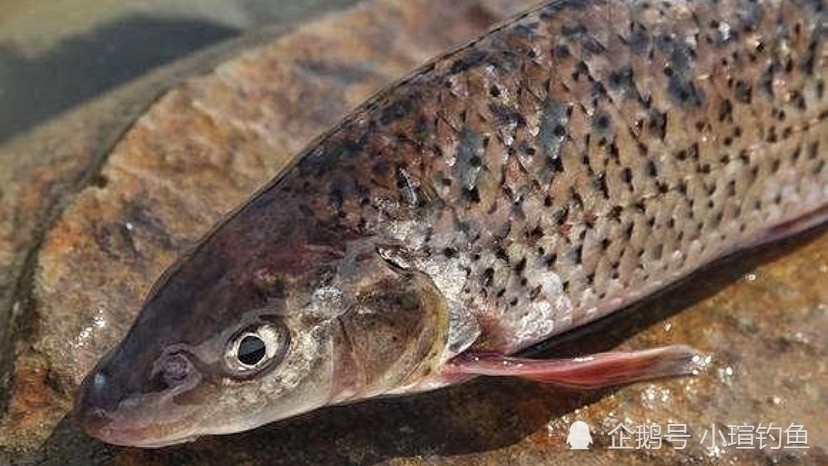 江西吉安的野河中发现罕见的花骨鱼,为何极少有人钓到