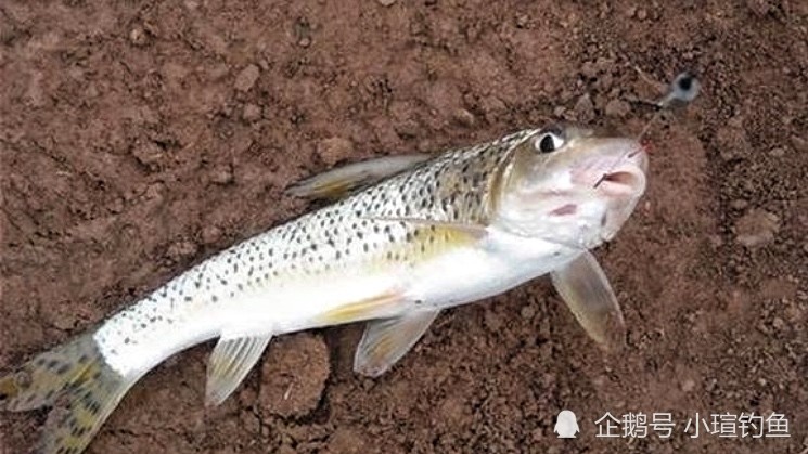 江西吉安的野河中发现罕见的花骨鱼为何极少有人钓到它