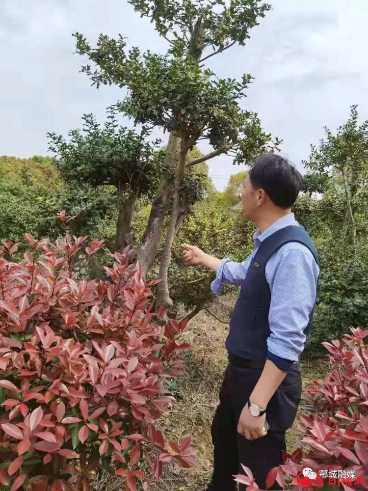 因为对枸骨的偏爱,他从全国各地高价收集枸骨树,运到花马湖边进行栽培