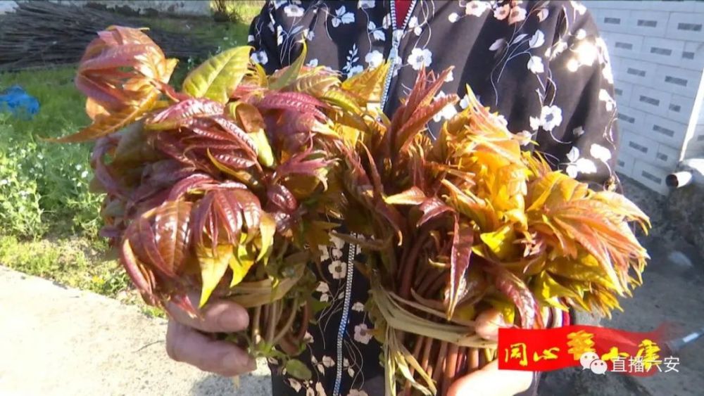系列报道《同心奔小康》——小小香椿"致富"芽,催开小康致富花