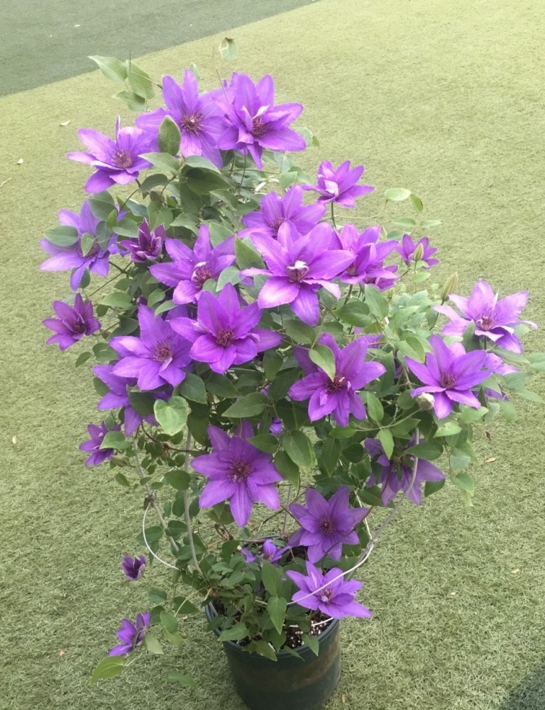 花墙植物"巴黎风情",专为阳台盆栽而生,植株小小的,花