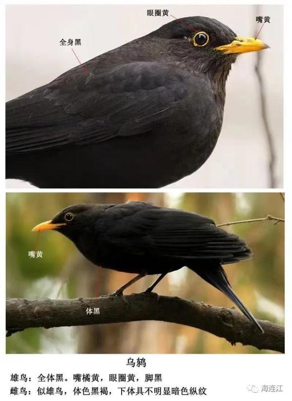 业主群的聊天记录显示 至少有一只黑色的鸟 或采用鸟粪"攻击" 或俯冲
