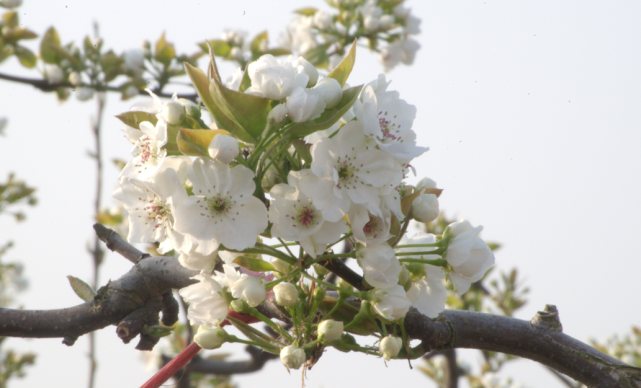 4月17日,一起相约日庄镇堤上村梨花节!
