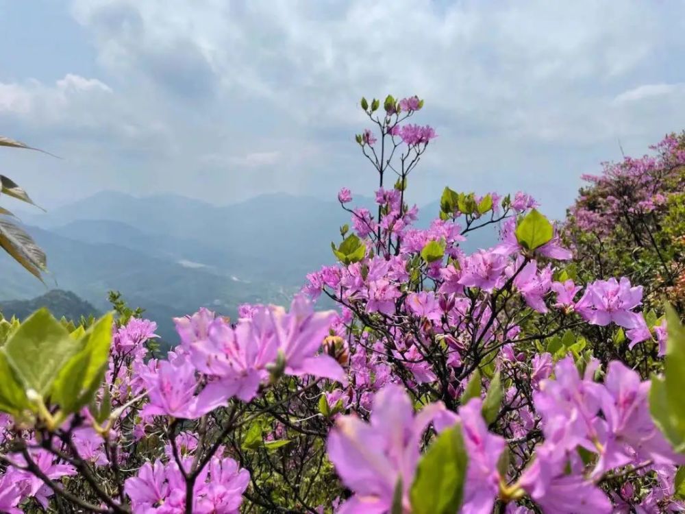 花品种,丁香杜鹃喜海拔高,凉爽湿润,光照充足的气候,阳明山顶很符合