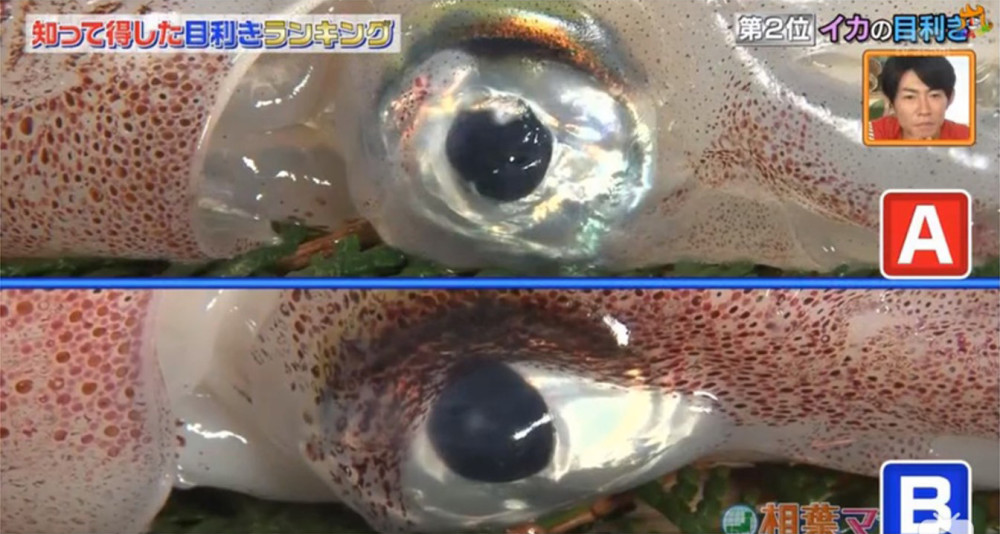 松本先生指看鱿鱼的眼睛不是鉴别重点.