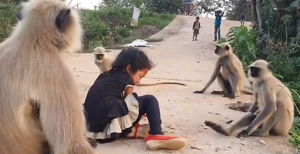 印度猴子泛滥,咬人杀人传播狂犬病,为什么不卖给美国做实验?