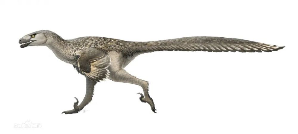 小型兽脚类恐龙——驰龙
