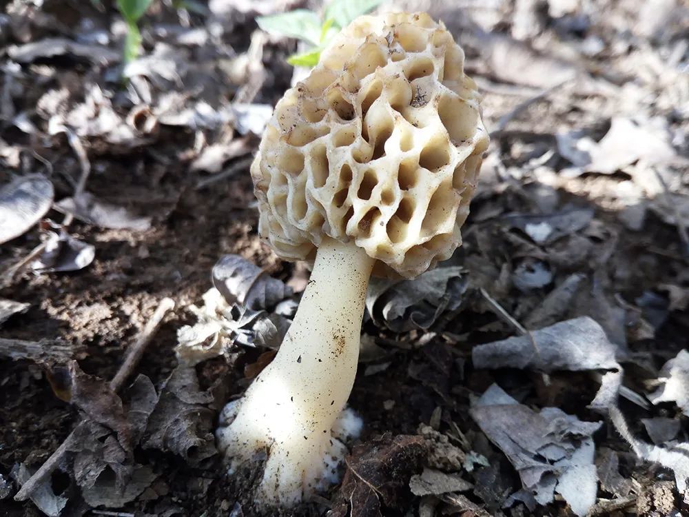 盘菌目羊肚菌科羊肚菌属野生菌,其外形十分的丑,菌盖凹凸褶皱呈蜂窝状