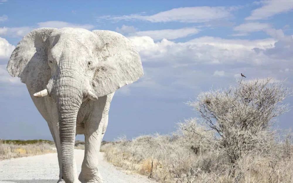 white elephant,不纯粹是"白象"的意思