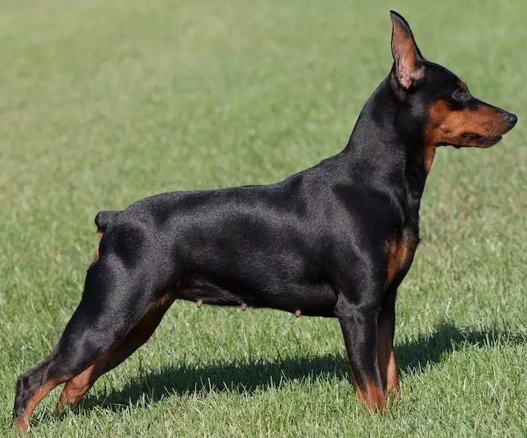 hound) 54,迷你杜宾(miniature pinscher) 55,西班牙小猎犬(clumber
