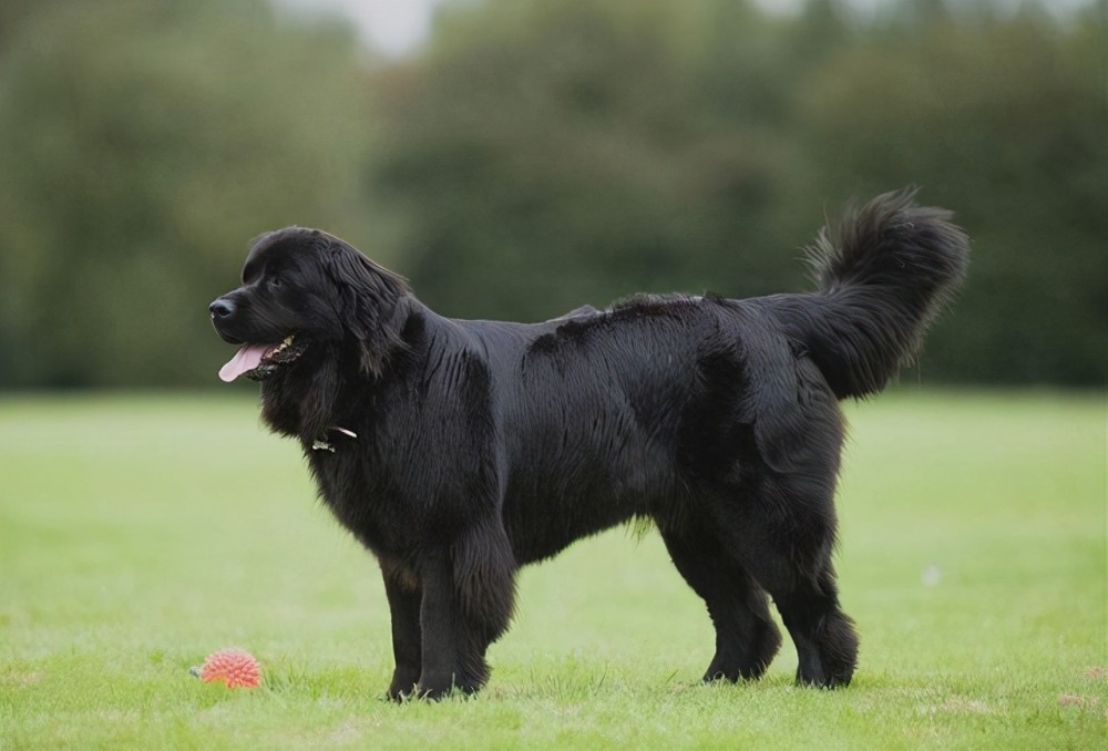 (水中救生犬:纽芬兰犬)44,澳大利亚梗(australianterrier(活泼可爱的