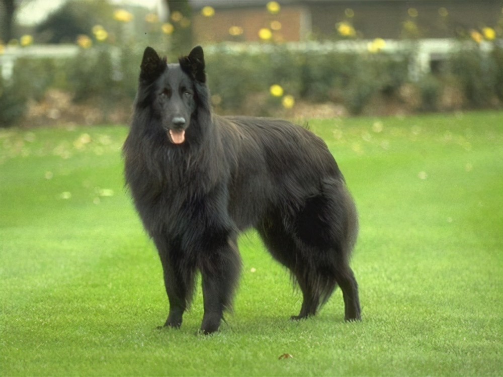 (草场上冷峻的比利时牧羊犬)