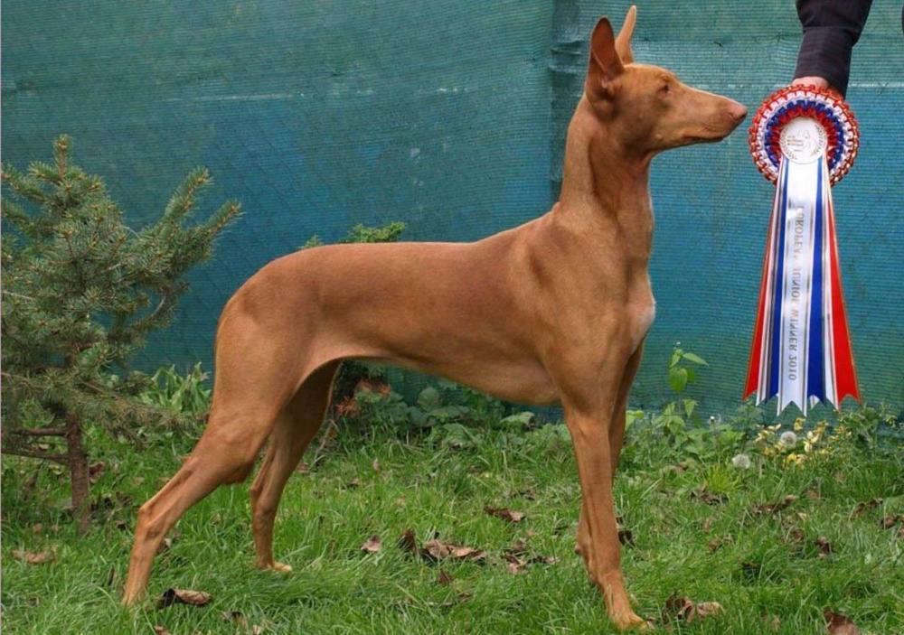 hound) 54,迷你杜宾(miniature pinscher) 55,西班牙小猎犬(clumber