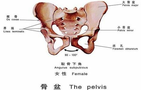 骨盆——胎儿娩出必经之路