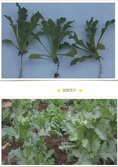 罂粟叶子喂家禽02巢湖公安用无人机查处到村民非法种植罂粟