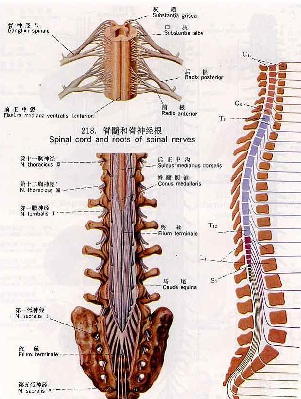 脊髓就像是一条河流,从身体的颈椎一直经过胸椎,腰椎,骶椎.