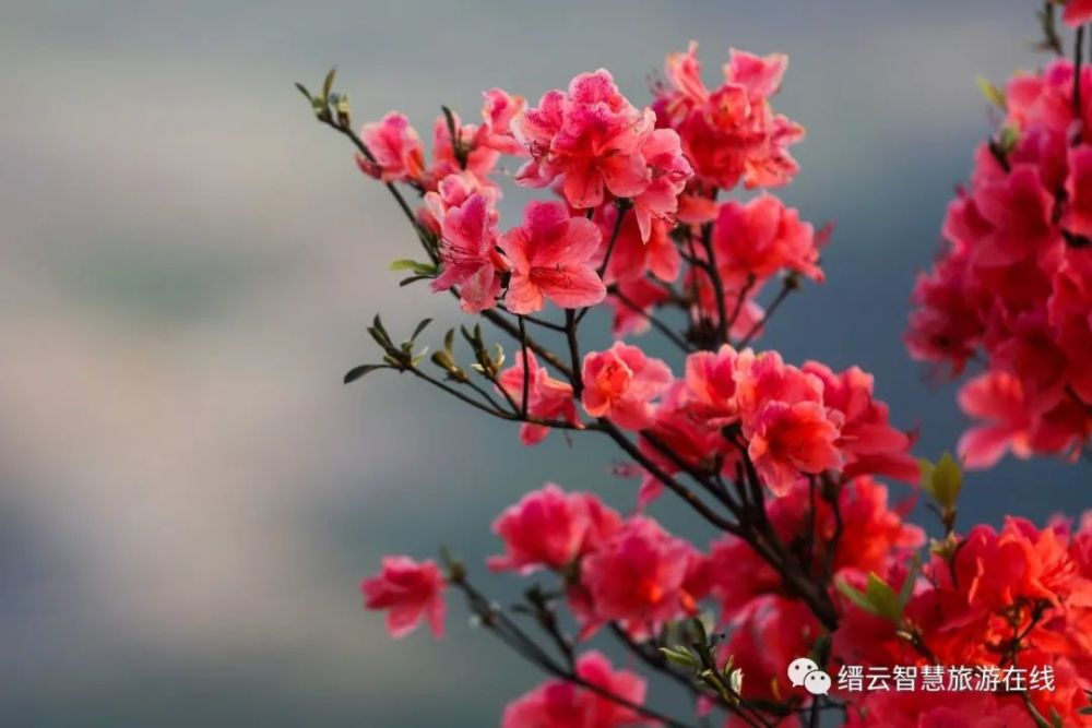 无需门票!丽水这处杜鹃花海盛放,现在赏花正好