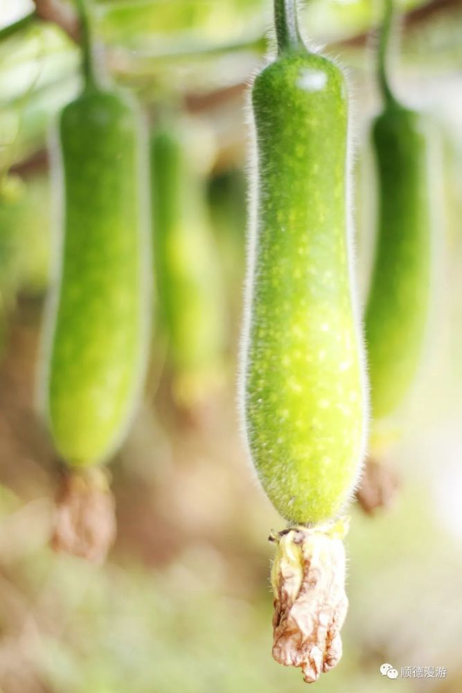 桑麻黑毛节瓜上市