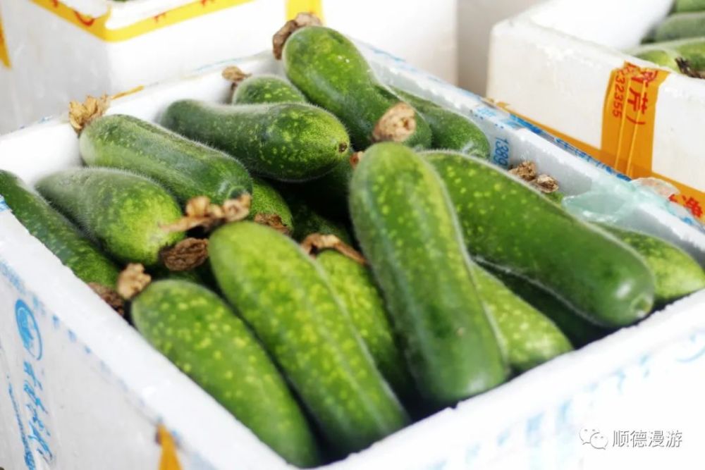 桑麻黑毛节瓜上市