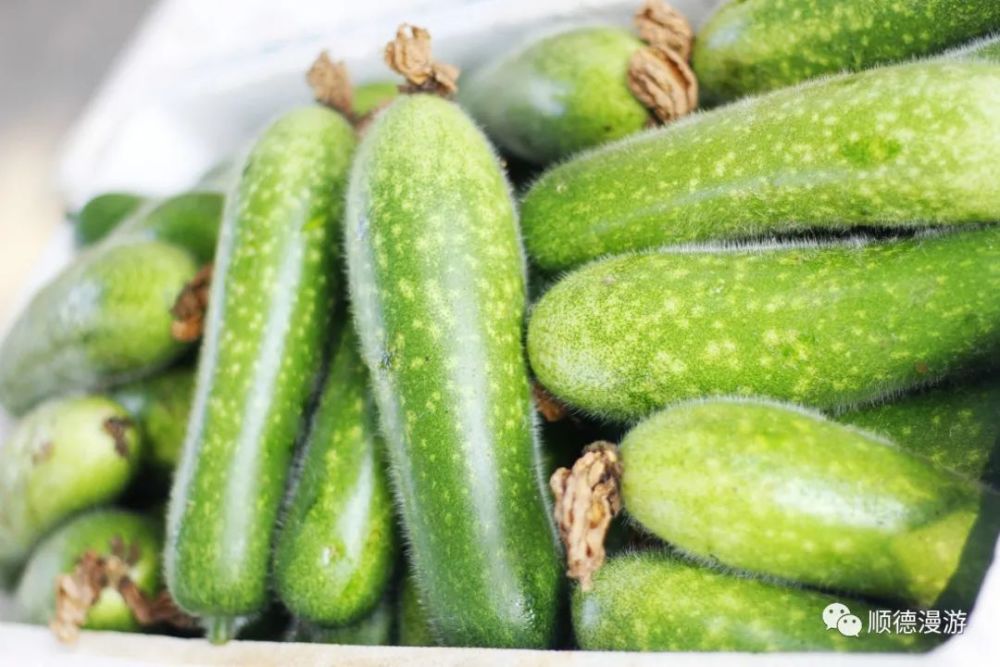 桑麻黑毛节瓜上市