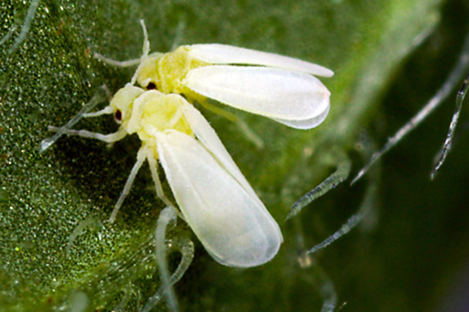 科学家首次发现昆虫"偷"植物基因,因为哪般?