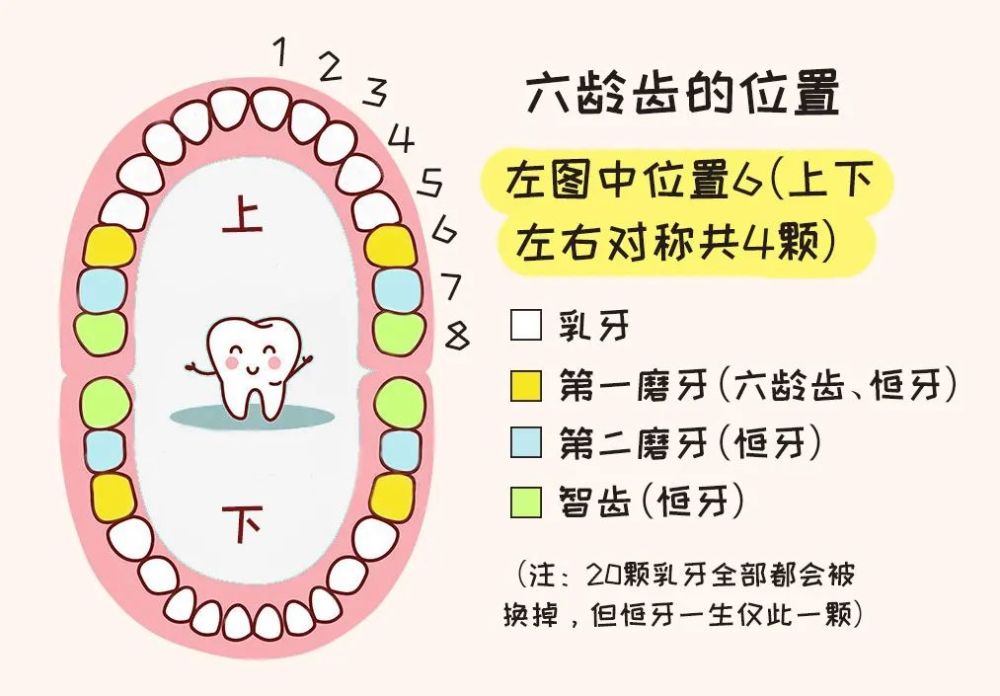 第三阶段:11~13岁