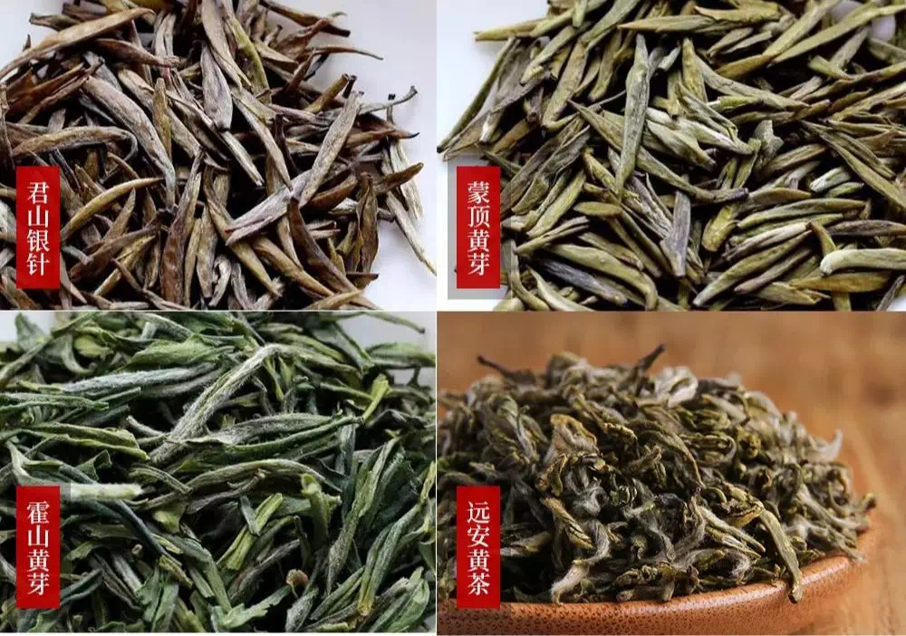 二,黄茶的工艺及特征黄茶绿做三,黄茶的功效与品饮沤茶