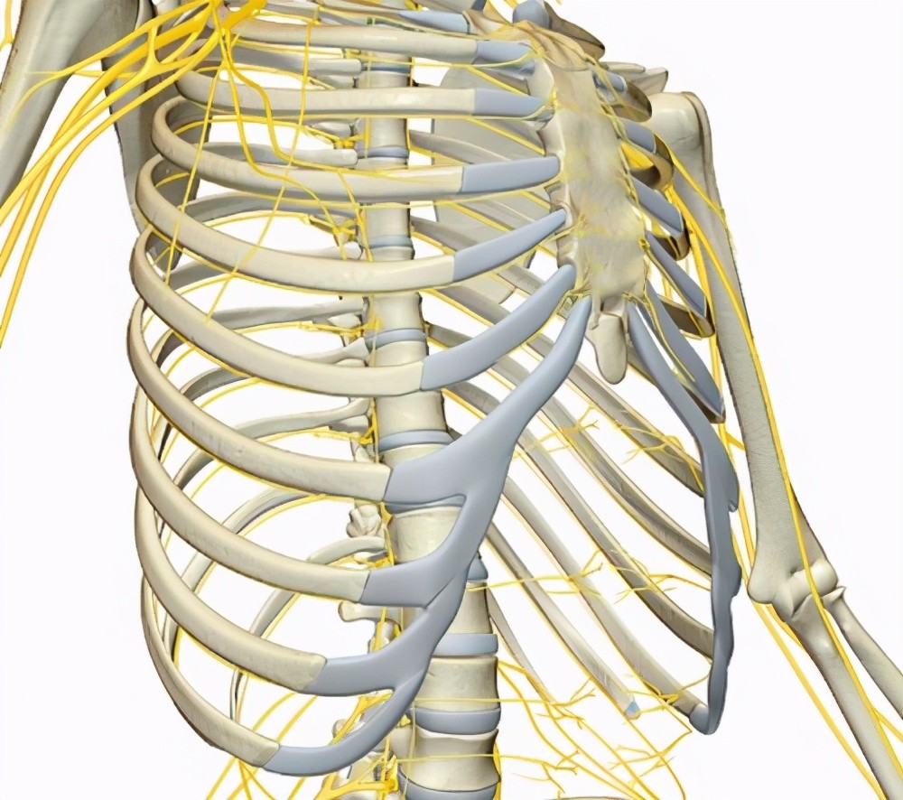 胸痛表现为位于胸骨后的烧灼样痛,多在饱餐后平卧位或弯腰时出现,可