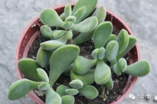 多肉植物怎么养:若歌诗怎么直往高长