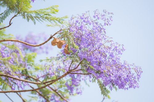 蓝花楹最佳赏花时间