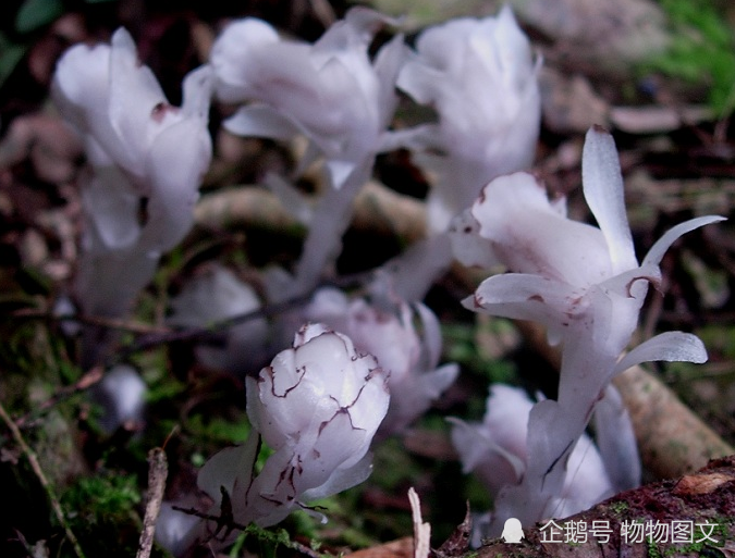物物看趣:水晶兰在幽暗中能发光,号称死亡之花.