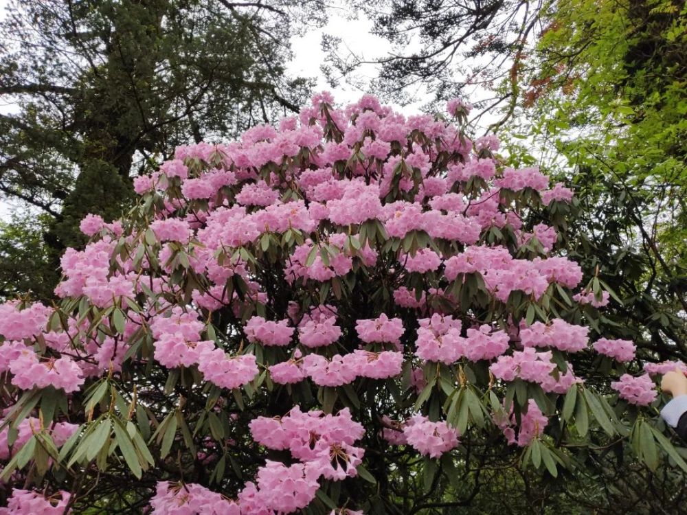 美哭了!峨眉山高山杜鹃成片绽放,花海已蔓延半座山!