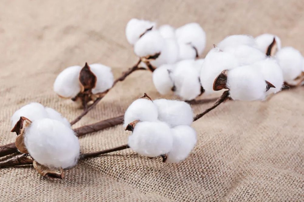 新疆棉花事件和近期市场政策,对这个行业有什么影响?
