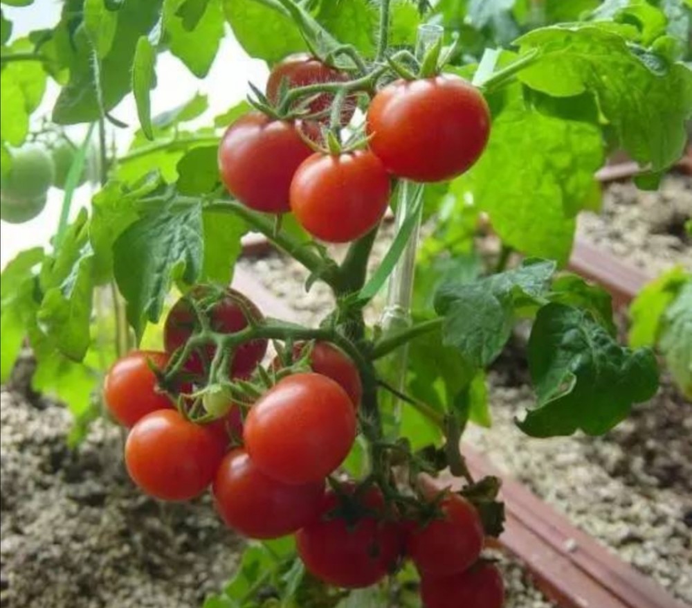 在家里用花盆种小番茄,枝头结满红彤彤的果实,好吃又漂亮!