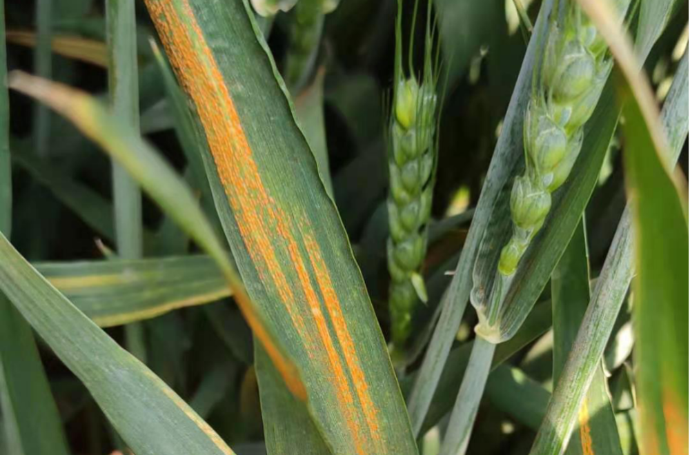 小麦条锈病的发生规律及综合防治措施